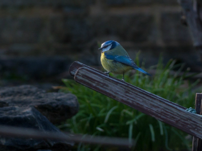 春野つぶの画像